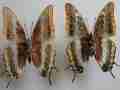 Nymphalis antiopa aberrantt (Internet Image property of respective owner, non-commercial use only)